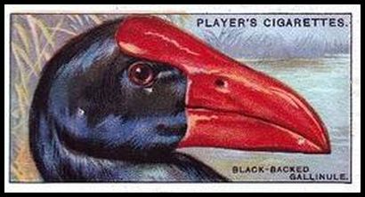 17 The Black backed Gallinule